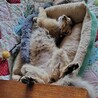 ちょっぴりふわふわゆりちゃん♪2才位！ サムネイル4
