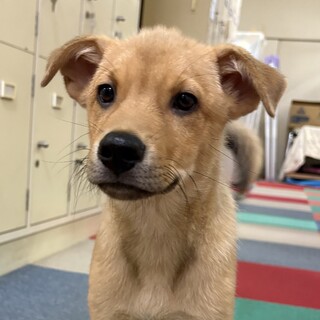 「生後4ヶ月オス」とっても可愛い子犬！