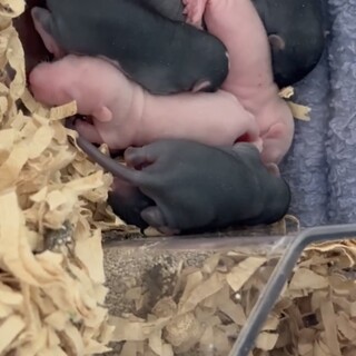 ファンシーラット