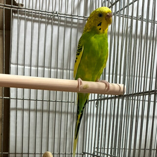 【里親決定】セキセイインコ　メス　1才　