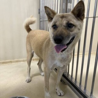 【飼い主持込】優しい家族を探しています！！