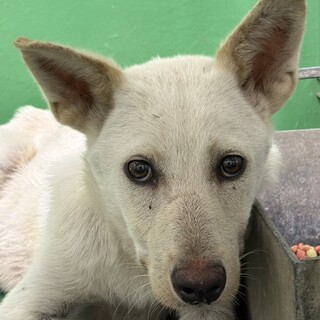 【保健所収容】野犬の里親緊急募集中です！
