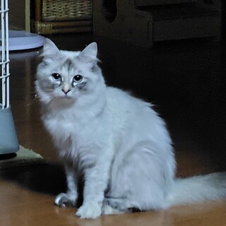 lꂵĂ܂Ił񂿂