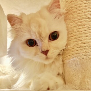 ★血統証つき★お嬢様♪