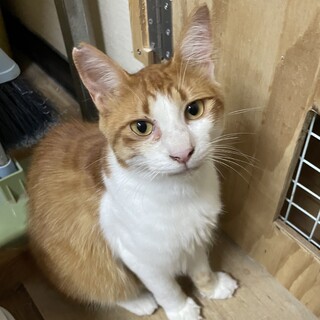 生後半年の猫、5匹里親募集中です！