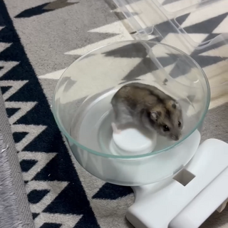 とても人馴れしたジャンガリアンハムスターです