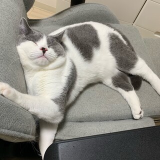 【受付停止】甘えん坊のブリティッシュショートヘア