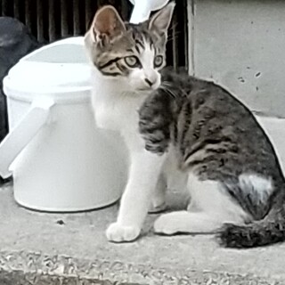 可愛がって下さる里親さんを募集しています。