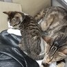 可愛がって下さる里親さんを募集しています。 サムネイル4
