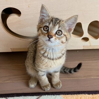 たらこちゃん（姉妹のいくらちゃんと一緒に）