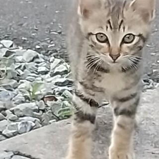 里親さんが決定しました！ありがとうございます。