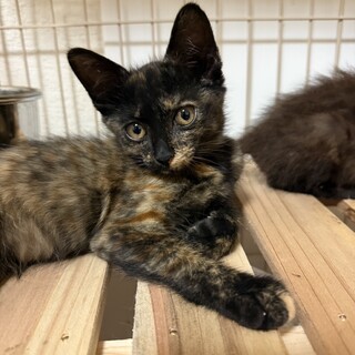 ゴミ屋敷からのレスキュー、可愛いサビちゃん