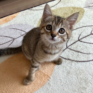 いくらちゃん（姉妹のたらこちゃんと一緒に）