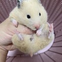 キンクマハムスター　メス