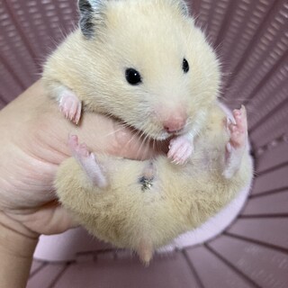 キンクマハムスター　メス