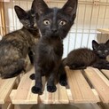 ゴミ屋敷からのレスキュー、可愛い黒猫