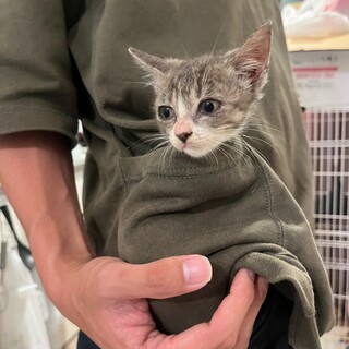 グレーで大人しめの生後2ヶ月女の子