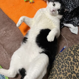 陽気で甘えたのモーモー