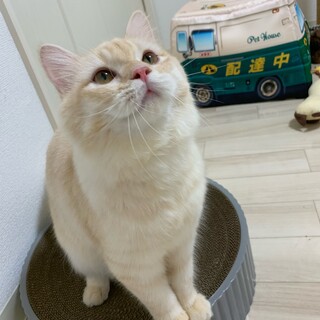【受付停止】愛されたがりの足長マンチカンくん