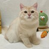 【受付停止】愛されたがりの足長マンチカンくん サムネイル2