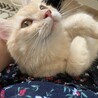 【受付停止】愛されたがりの足長マンチカンくん サムネイル4