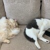 【受付停止】愛されたがりの足長マンチカンくん サムネイル5