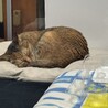 モカ