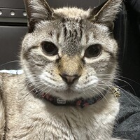 ドラ