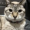 ドラ