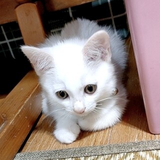 なんとも愛くるしいわんぱくっこシロぽん