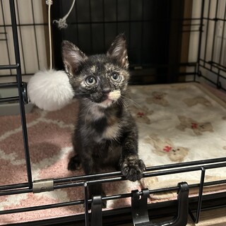 1ヶ月半姉妹②サビ猫女の子