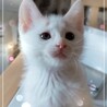 Cたん