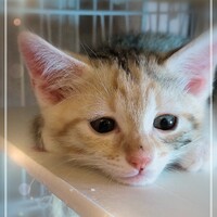 Ｍたん