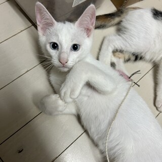 人懐こい白馬の子猫