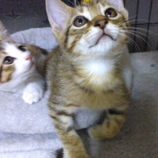 超々キュートな仲良し兄妹、三毛ちゃんとキジ君