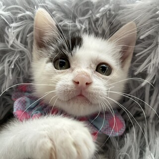 ひこぼしと一緒に迎えてね、おりひめです⭐︎