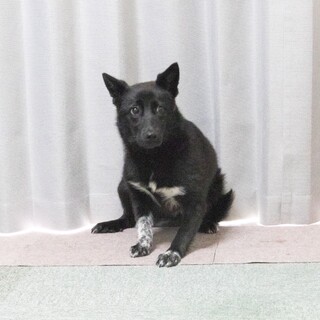 【胸元の三日月模様が可愛い】ツキちゃん