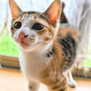 間大好きな超キュート縞三毛ガール！