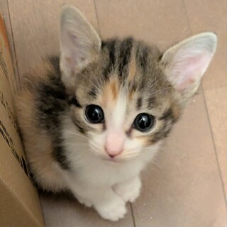 お転婆で怖いもの知らずの次女ちゃん
