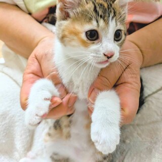 人間大好きな超キュート縞三毛ガール！アニちゃん