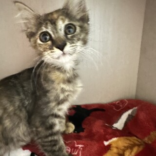 2ヶ月　幸せを呼ぶさび猫ちゃん