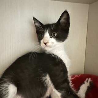 2ヶ月の男の子　タキシード柄のハチワレくん