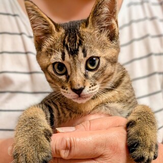 ちまっと可愛い元気なおとこのこ！グラくん