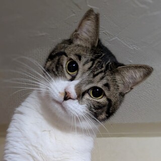 【多頭崩壊レスキュー】クセが強すぎる甘えん坊