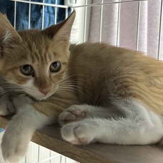 可愛い盛りのマイケル君！