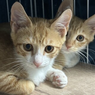 可愛い盛りのミロ君！