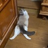 の写真