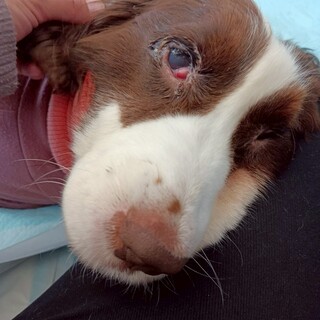 【人も犬も大好き】ハッピーガール幸（さち）ちゃん