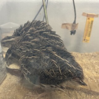 並うずら オス メス