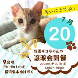 7/20横浜保護ねこ譲渡会